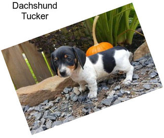 Dachshund Tucker