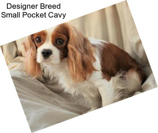 Designer Breed Small Pocket Cavy