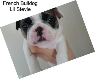 French Bulldog Lil Stevie