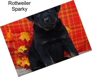 Rottweiler Sparky