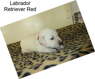 Labrador Retriever Red