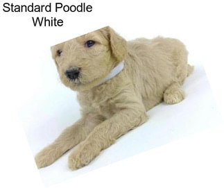 Standard Poodle White