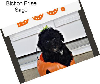 Bichon Frise Sage