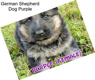 German Shepherd Dog Purple