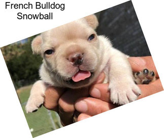 French Bulldog Snowball