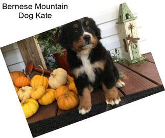 Bernese Mountain Dog Kate