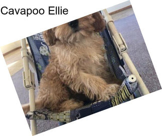 Cavapoo Ellie