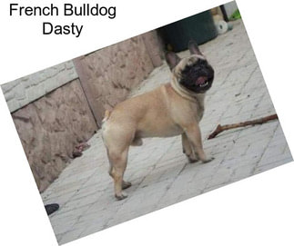 French Bulldog Dasty