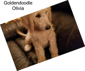 Goldendoodle Olivia