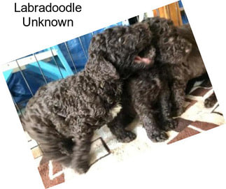 Labradoodle Unknown