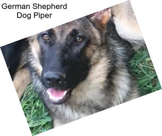 German Shepherd Dog Piper