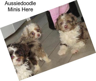 Aussiedoodle Minis Here