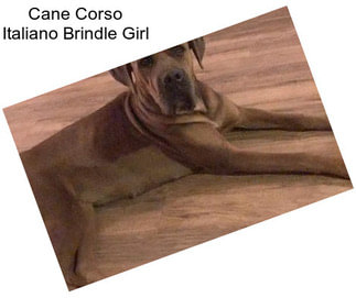 Cane Corso Italiano Brindle Girl