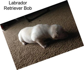 Labrador Retriever Bob