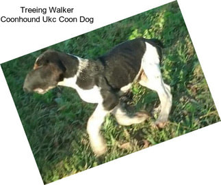Treeing Walker Coonhound Ukc Coon Dog