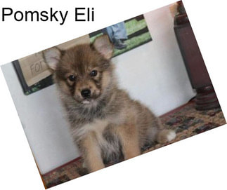 Pomsky Eli