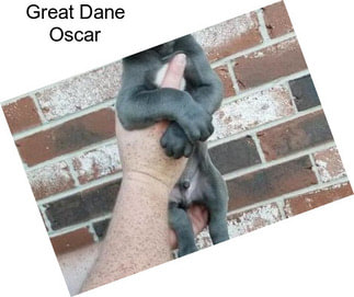 Great Dane Oscar