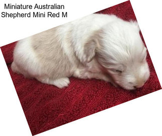 Miniature Australian Shepherd Mini Red M