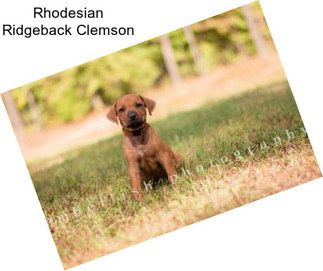 Rhodesian Ridgeback Clemson