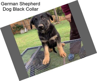 German Shepherd Dog Black Collar