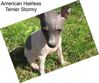 American Hairless Terrier Stormy