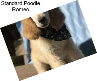 Standard Poodle Romeo