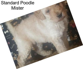 Standard Poodle Mister