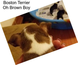 Boston Terrier Oh Brown Boy