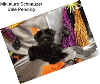 Miniature Schnauzer Sale Pending