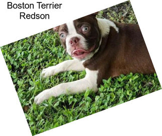 Boston Terrier Redson