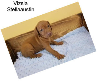 Vizsla Stellaaustin