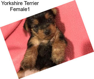 Yorkshire Terrier Female1