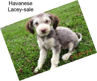 Havanese Lacey-sale