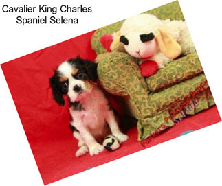 Cavalier King Charles Spaniel Selena