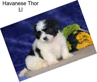 Havanese Thor Ll