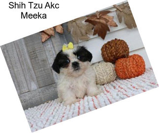 Shih Tzu Akc Meeka