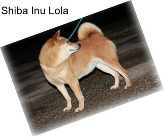 Shiba Inu Lola