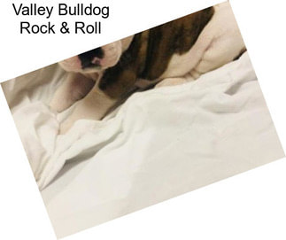 Valley Bulldog Rock & Roll