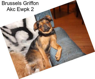 Brussels Griffon Akc Ewpk 2