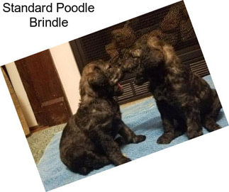 Standard Poodle Brindle