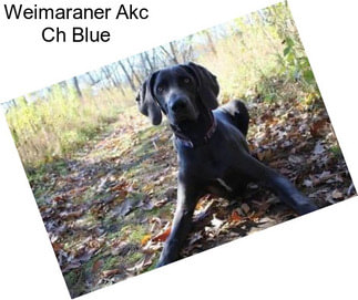 Weimaraner Akc Ch Blue