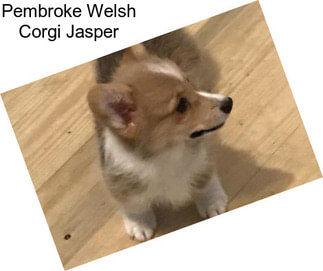 Pembroke Welsh Corgi Jasper