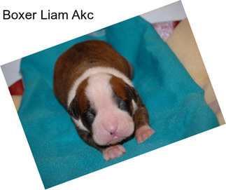 Boxer Liam Akc