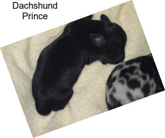 Dachshund Prince