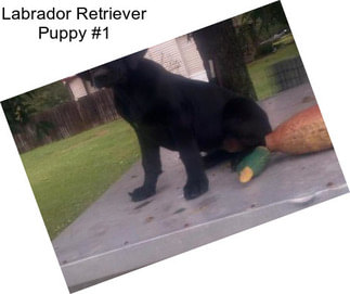 Labrador Retriever Puppy #1