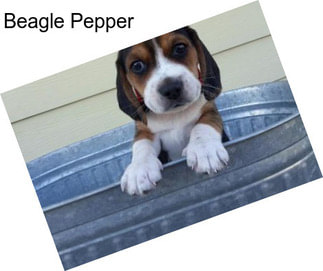 Beagle Pepper