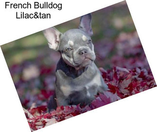 French Bulldog Lilac&tan