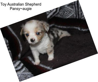 Toy Australian Shepherd Pansy~augie