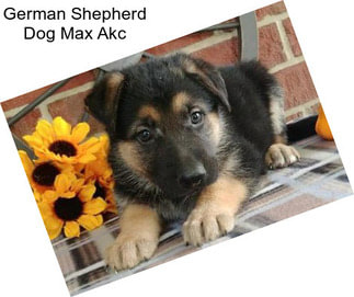 German Shepherd Dog Max Akc