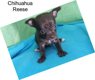 Chihuahua Reese